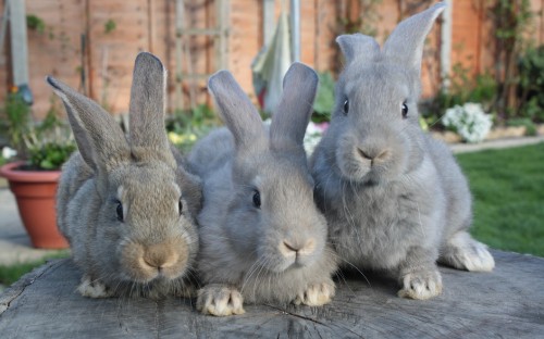 Image gray rabbit on brown wooden floor