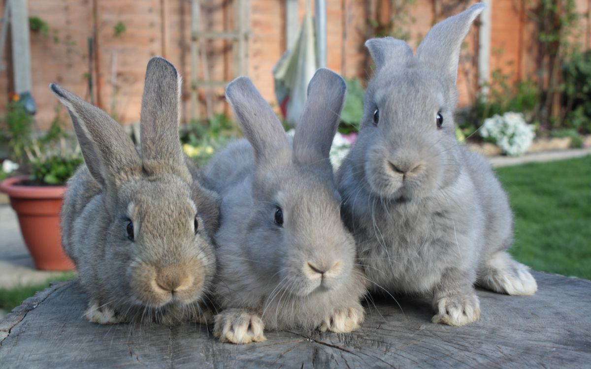 gray rabbit on brown wooden floor