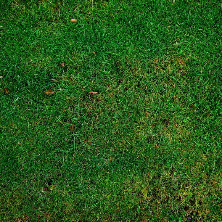 Champ D'herbe Verte Pendant la Journée. Wallpaper in 1920x1920 Resolution