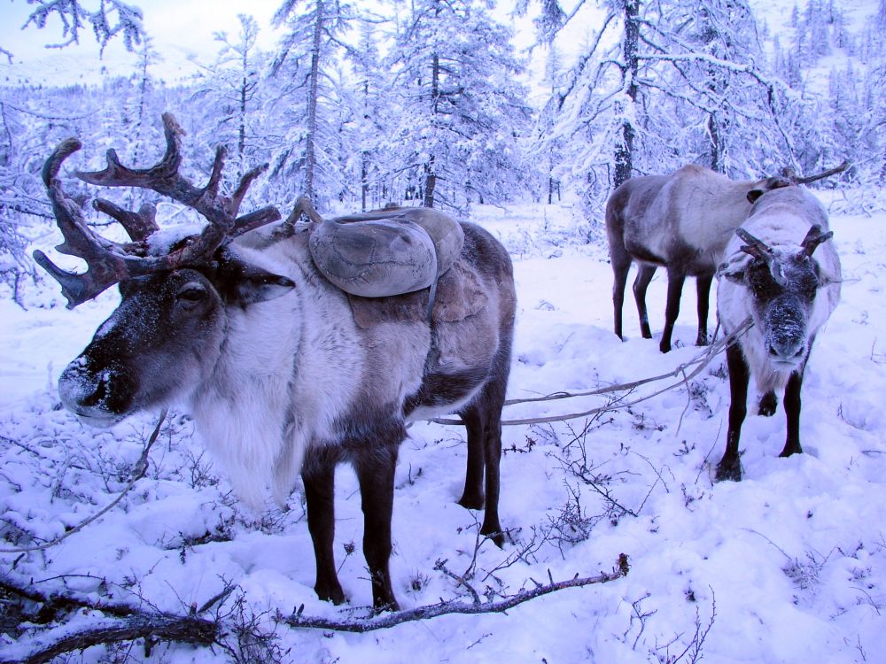Manada de Ciervos en Terrenos Cubiertos de Nieve Durante el Día. Wallpaper in 2560x1920 Resolution