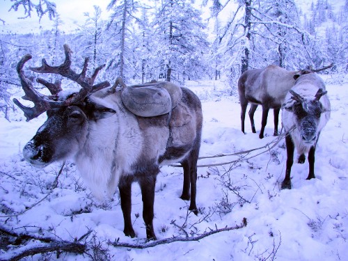 Image herd of deer on snow covered ground during daytime