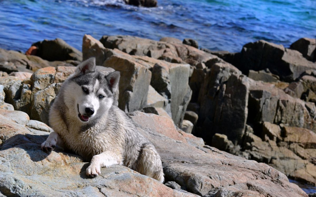 White Siberian Husky on Rock Formation Near Body of Water During Daytime. Wallpaper in 2560x1600 Resolution