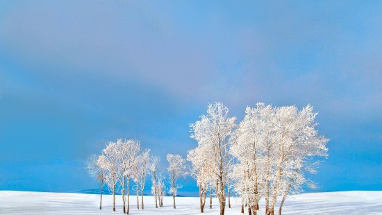 Image white trees on snow covered ground under blue sky during daytime