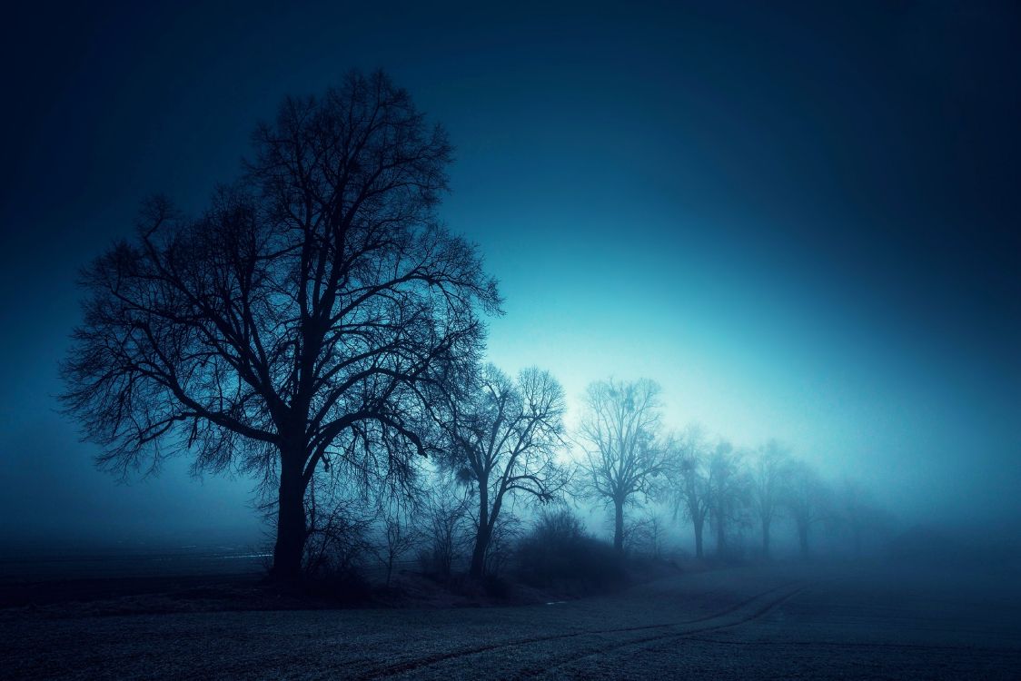 Arbres Sans Feuilles Sur le Terrain Pendant la Nuit. Wallpaper in 3840x2562 Resolution