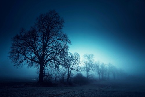 Image leafless trees on field during night time