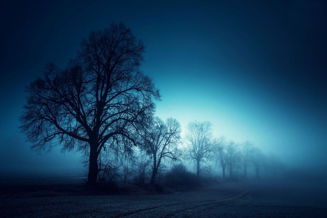Leafless Trees on Field During Night Time. Wallpaper in 3840x2562 Resolution