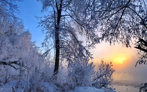 Image leafless trees on snow covered ground during daytime