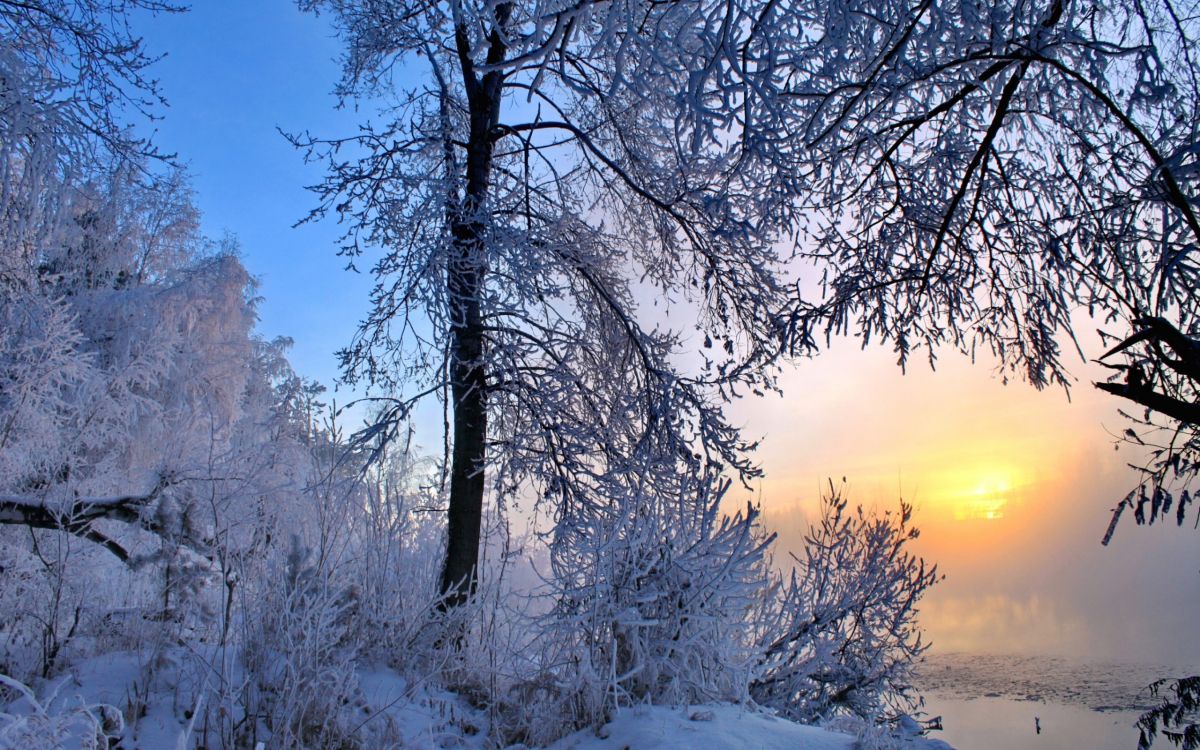 Kahlen Bäume Auf Schneebedecktem Boden Tagsüber. Wallpaper in 2560x1600 Resolution
