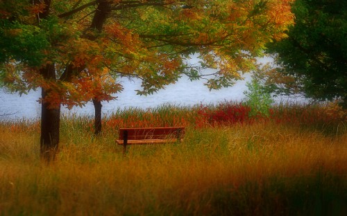 Image brown wooden bench near body of water during daytime