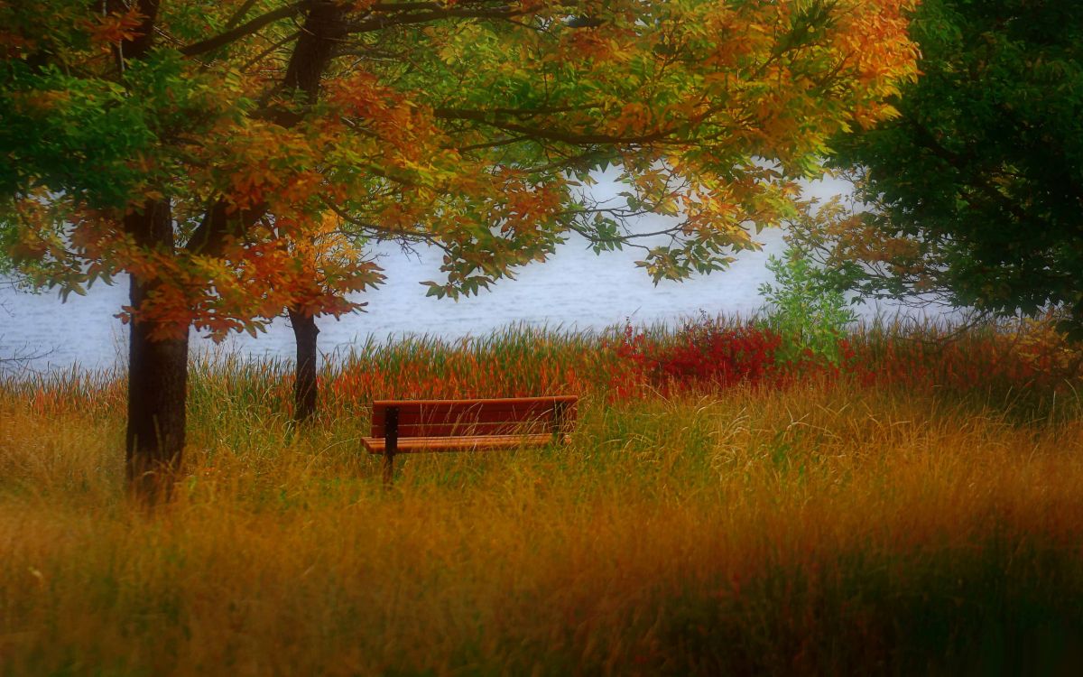 brown wooden bench near body of water during daytime