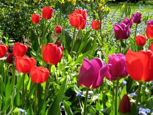 Image red tulips in bloom during daytime