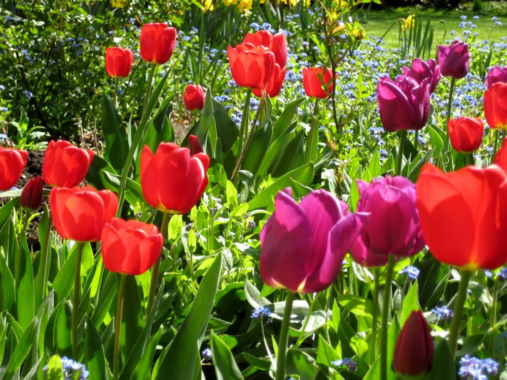 Tulipes Rouges en Fleurs Pendant la Journée. Wallpaper in 2048x1536 Resolution