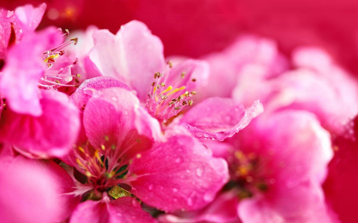 Flor Rosa, En, Macro, Tiro. Wallpaper in 3072x1920 Resolution