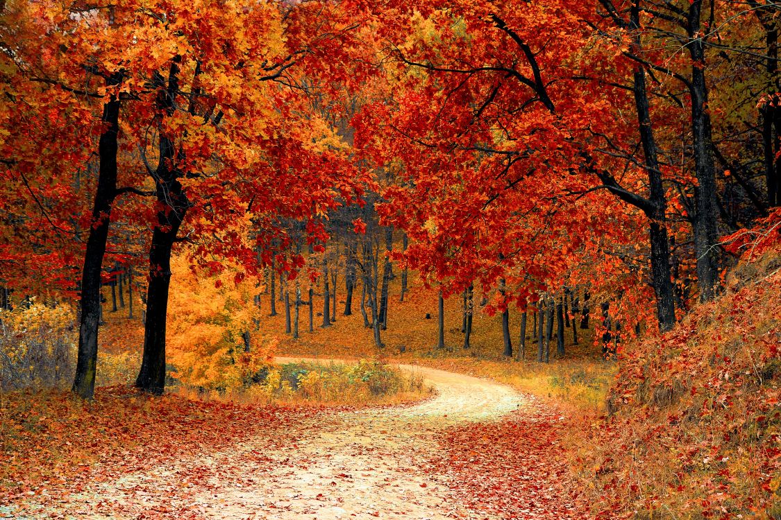 brown and yellow trees on brown field during daytime