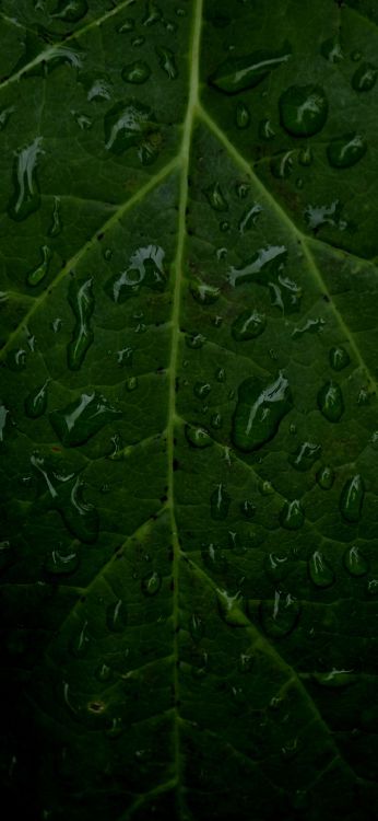 leaf, plant stem, water, flower, plant