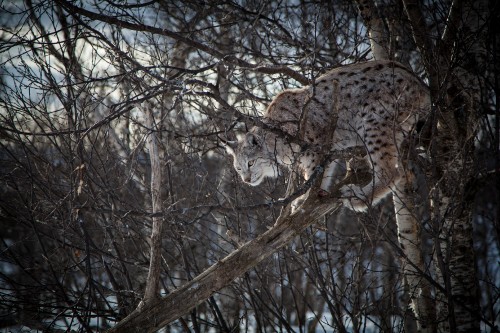 Image brown and black leopard on brown tree branch during daytime