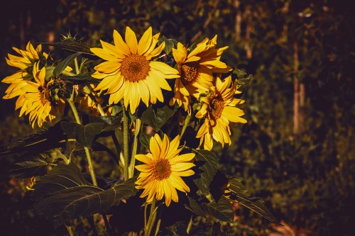 Image yellow and black flowers in tilt shift lens