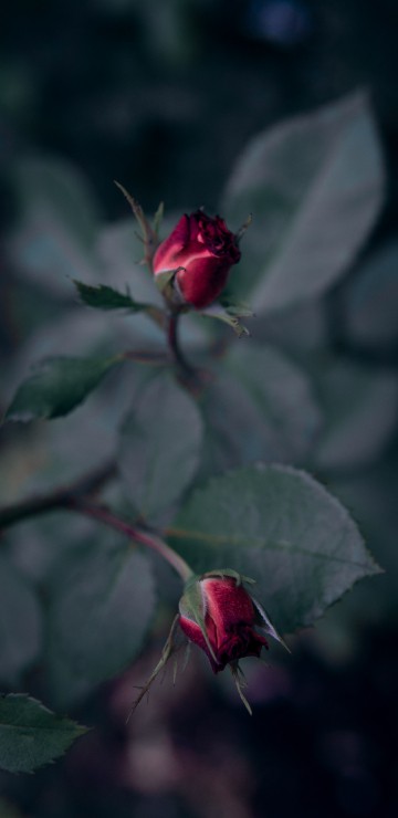 Image red rose in bloom in close up photography