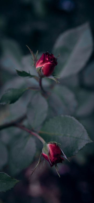 Image red rose in bloom in close up photography
