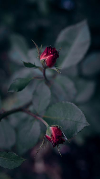 Rote Rose Blüht in Nahaufnahmen. Wallpaper in 1694x3011 Resolution