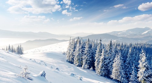 Image snow covered pine trees on snow covered ground under blue sky during daytime