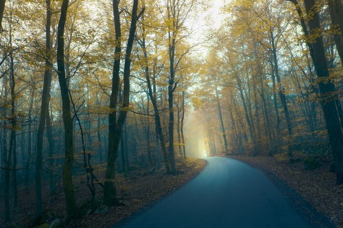 Image gray road between brown trees during daytime