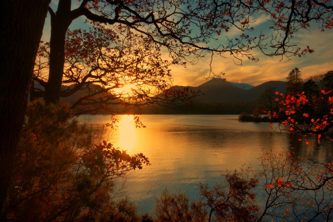 silhouette of trees near body of water during sunset