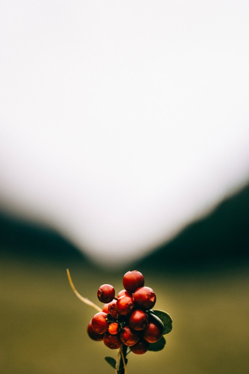 Image red round fruits on green grass field during daytime