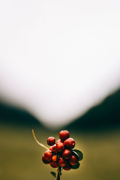 Fruits Ronds Rouges Sur le Terrain D'herbe Verte Pendant la Journée. Wallpaper in 3840x5760 Resolution