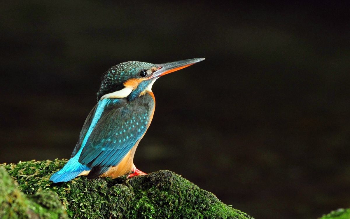 blue and brown bird on brown rock