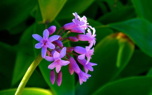 Image pink flower in macro shot