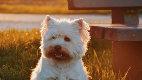 Image white long coated small dog on green grass during daytime