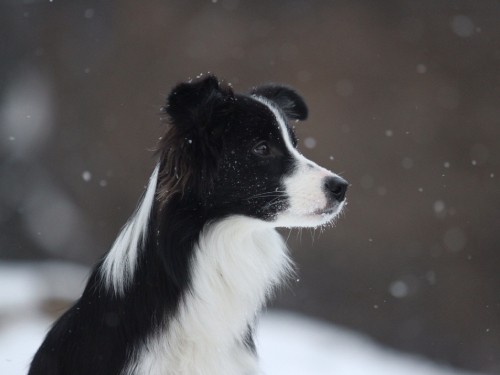 Image black and white border collie