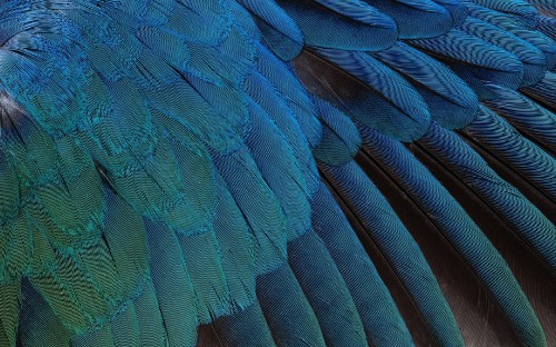 Image blue and black peacock feather