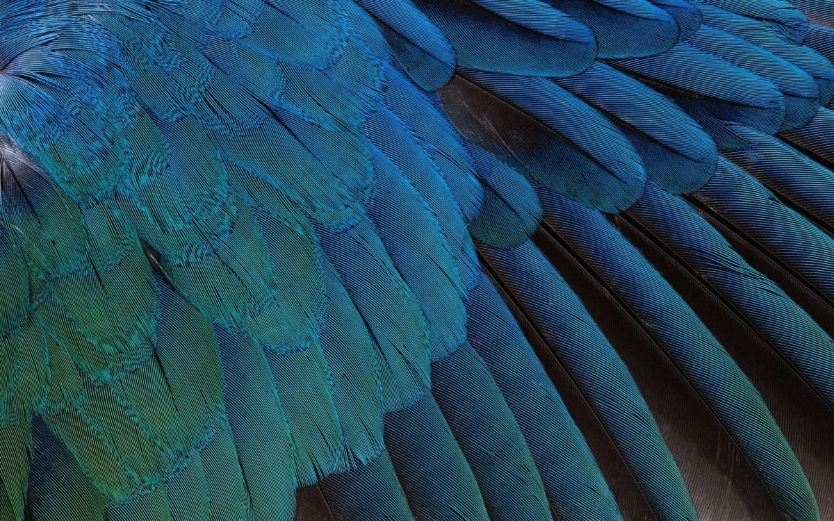 blue and black peacock feather