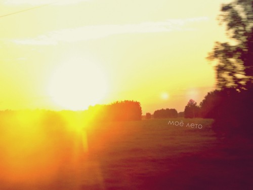 Image silhouette of trees during sunset