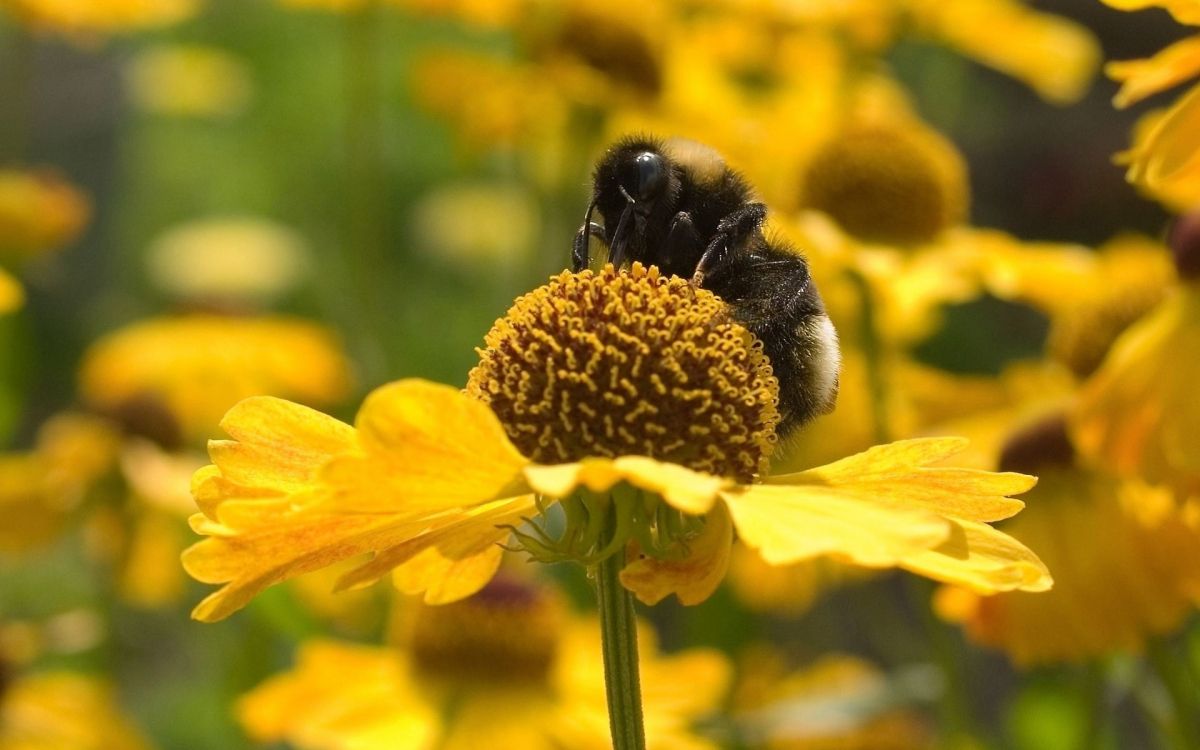 yellow and black bee on yellow flower