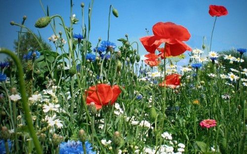 Image red flower on green grass field