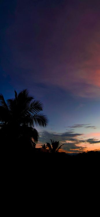 Palmera, Ambiente, Naturaleza, Afterglow, Atardecer. Wallpaper in 1080x2340 Resolution