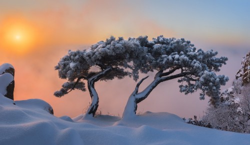 Image black tree on desert under cloudy sky during daytime