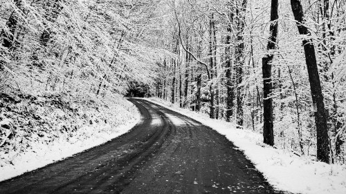 Image snow, blizzard, natural landscape, plant, branch