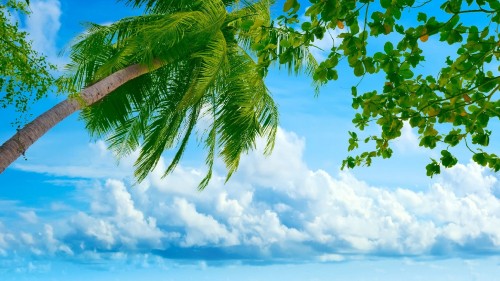 Image green palm tree under white clouds and blue sky during daytime