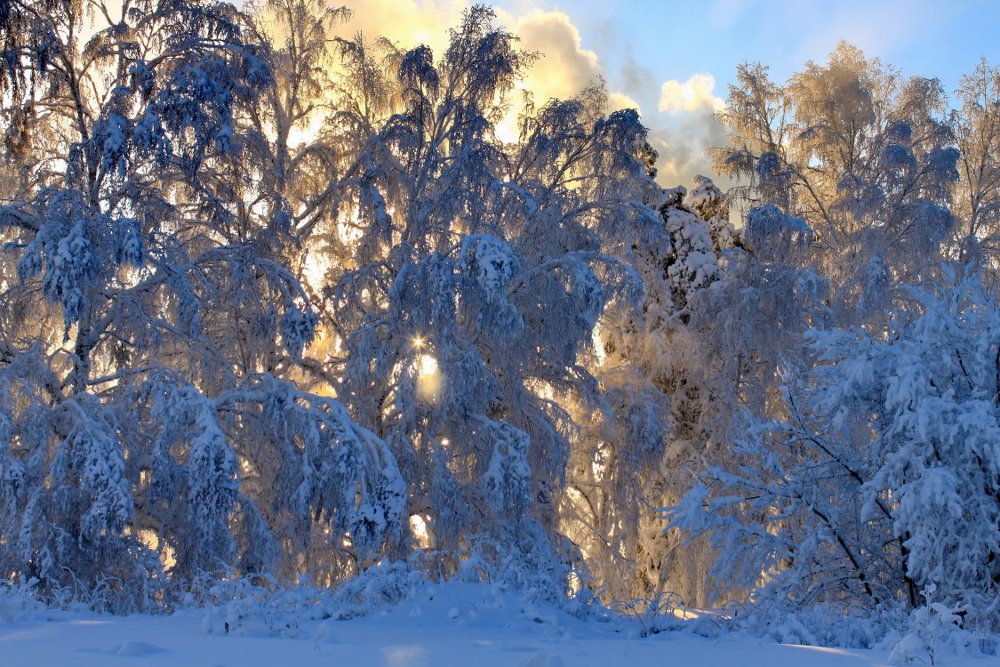 Arbres Blancs Sur Sol Couvert de Neige Sous Des Nuages Blancs et Ciel Bleu Pendant la Journée. Wallpaper in 3456x2304 Resolution