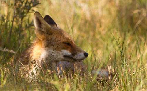 Image brown fox on green grass during daytime