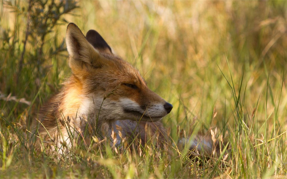 Renard Brun Sur L'herbe Verte Pendant la Journée. Wallpaper in 1920x1200 Resolution