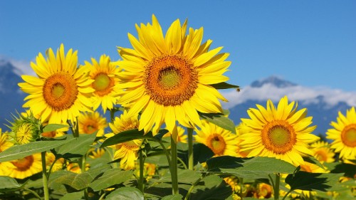 Image yellow sunflower under blue sky during daytime