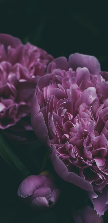 Image purple flower in close up photography