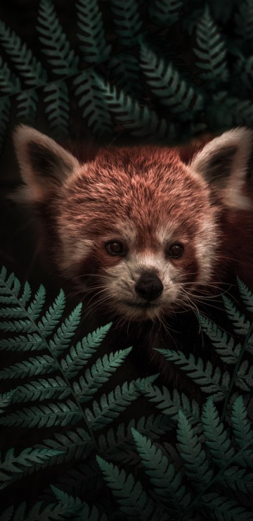 Image Hiding red panda