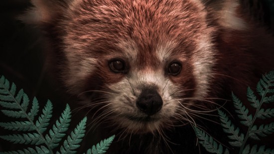 Image Hiding red panda