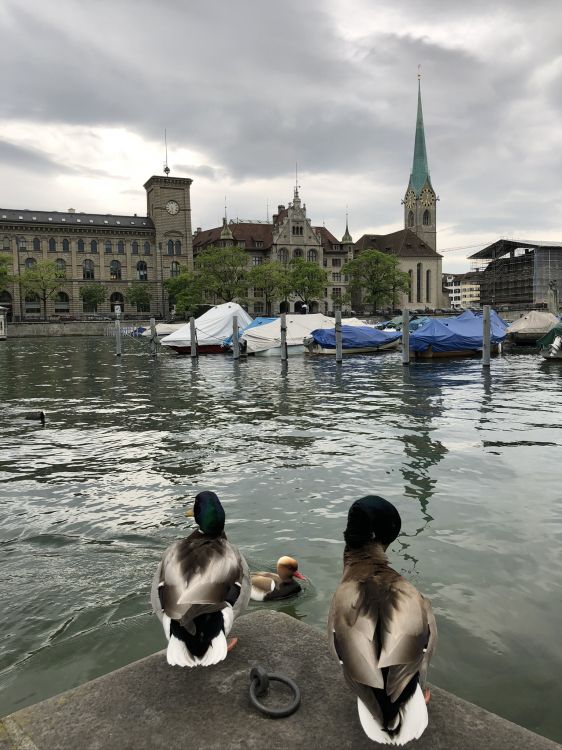 Fraumnster, Stockente, Ente, Wasser, Wasservogel. Wallpaper in 1536x2048 Resolution